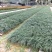 麦冬高10到30厘米福建漳州闽景园艺场
