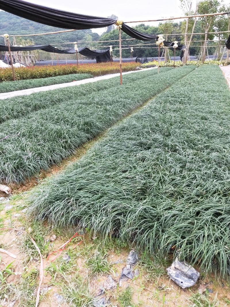 麦冬高10到30厘米福建漳州闽景园艺场