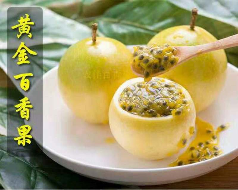 黄金百香果苗
