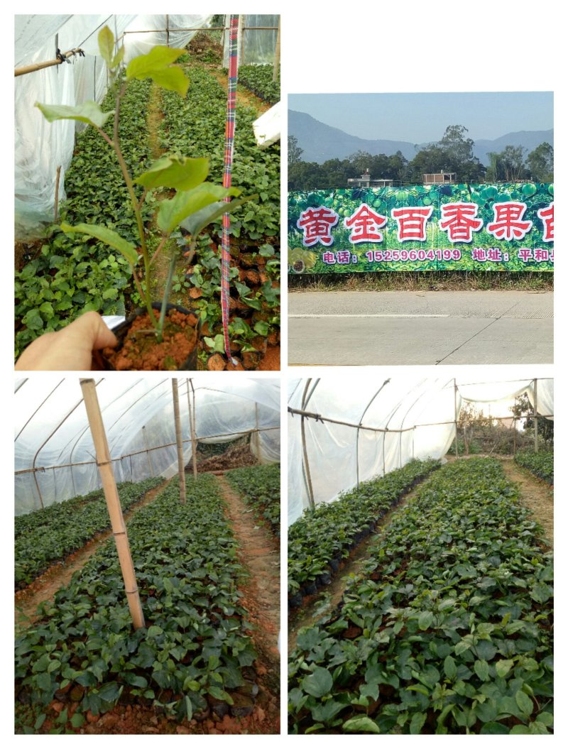 黄金百香果苗
