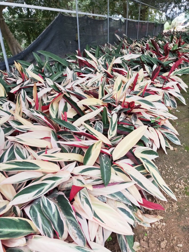 七彩竹芋高30福建漳州闽景园艺场