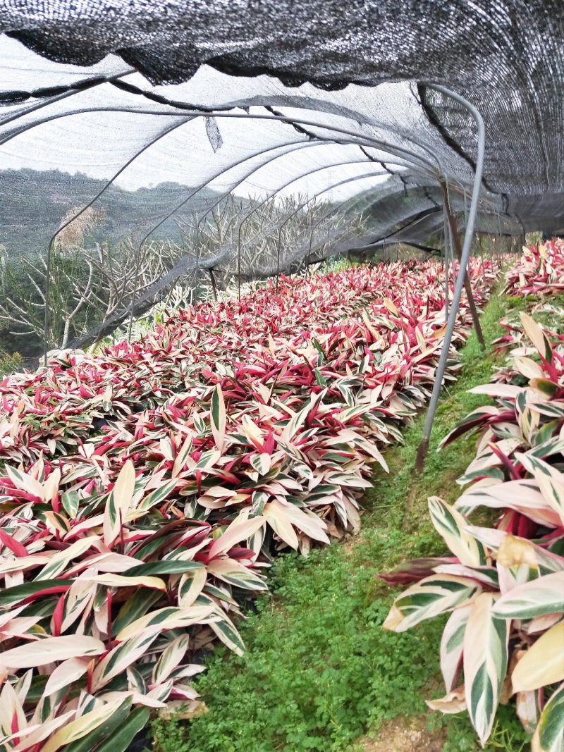 七彩竹芋高30福建漳州闽景园艺场