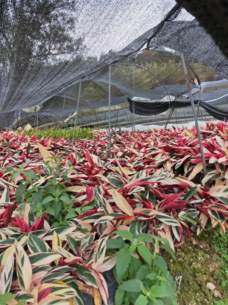 七彩竹芋高30福建漳州闽景园艺场