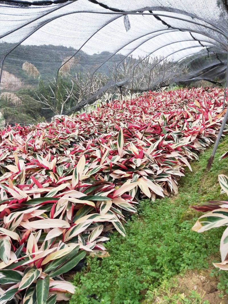 七彩竹芋高30福建漳州闽景园艺场