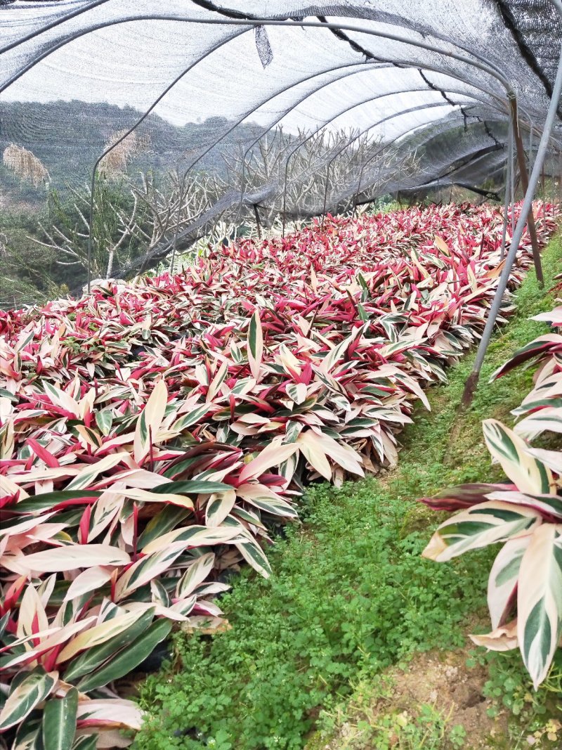 七彩竹芋高30福建漳州闽景园艺场