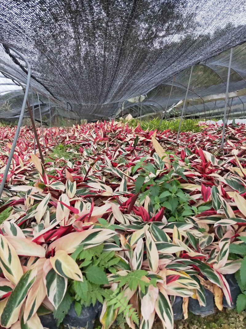 七彩竹芋高30福建漳州闽景园艺场