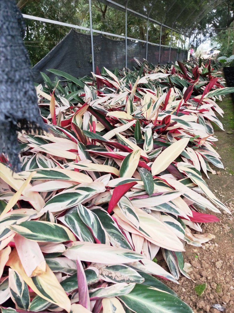 七彩竹芋高30福建漳州闽景园艺场