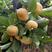 甜脆柿子苗，茨郎，摘下来就能吃的柿子，免费技术指导