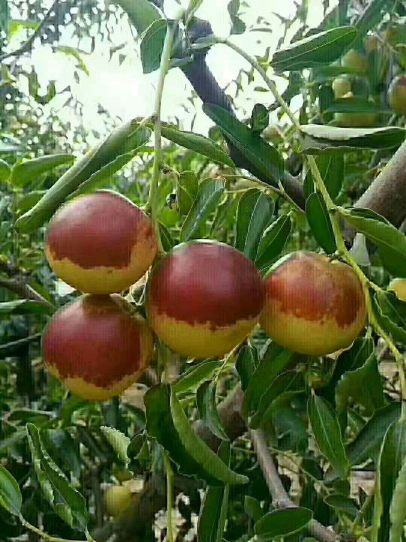 枣树