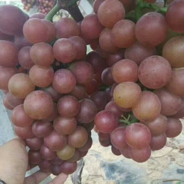 葡萄树