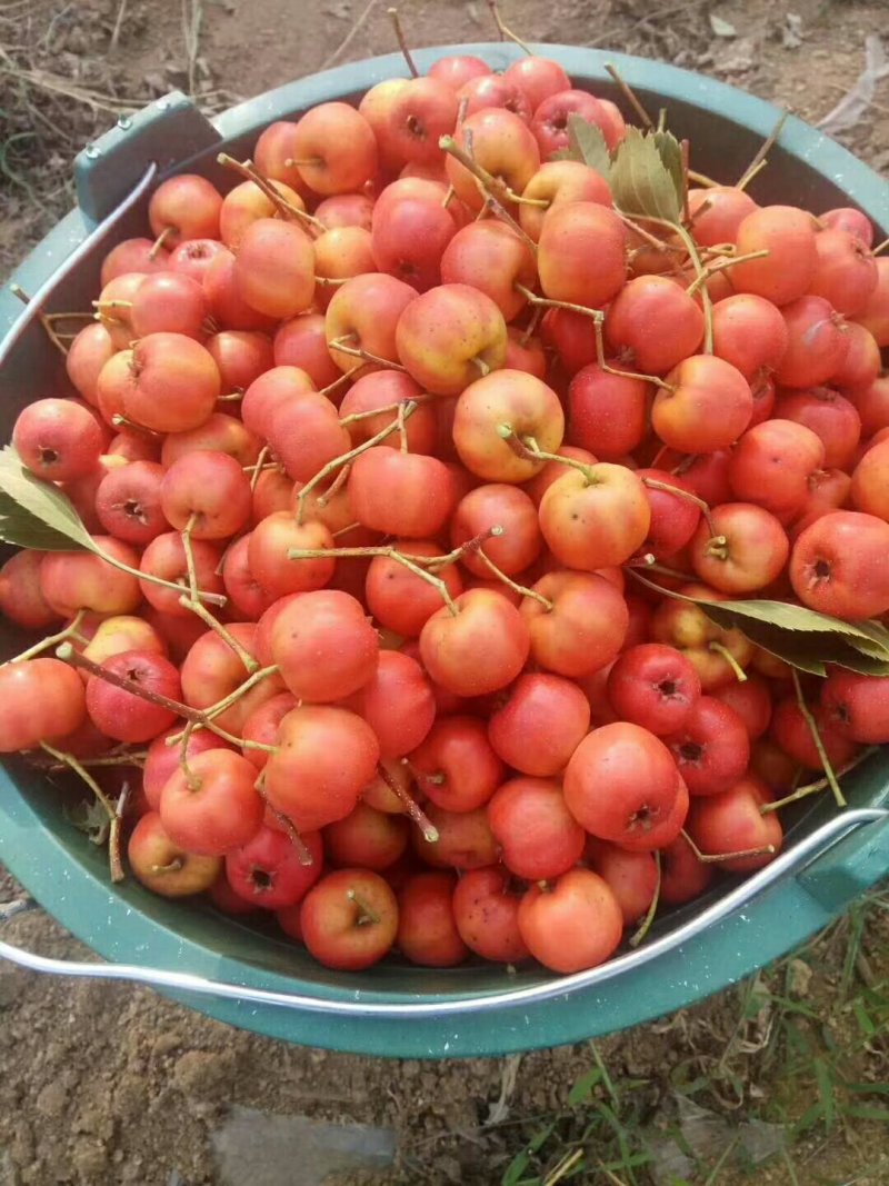 山楂树