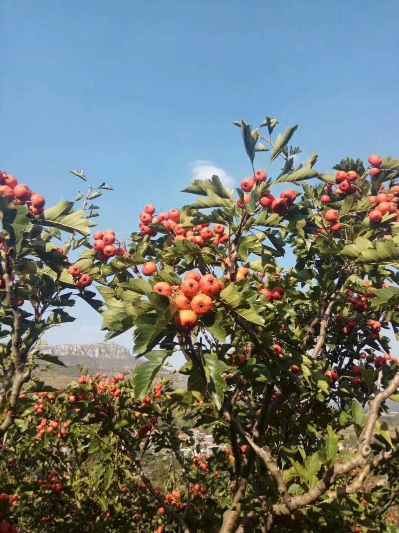 山楂树