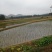 全国最大万亩灯心草基地