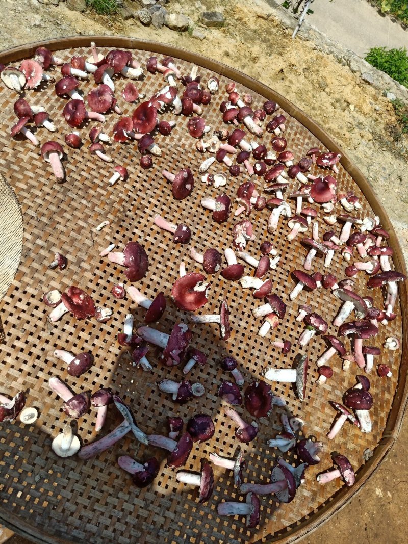 野生红菇