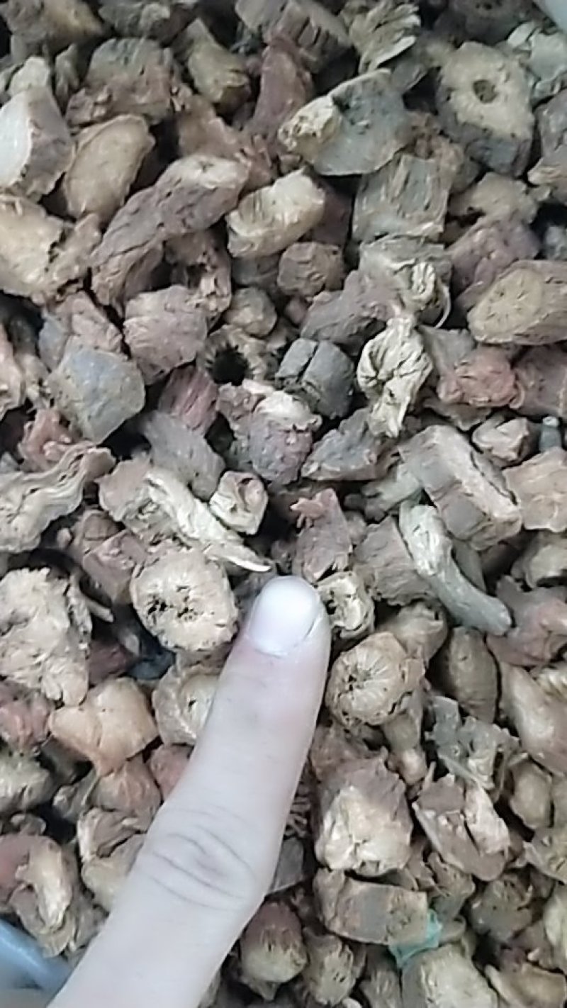 大粒头粒靓货精选丹参