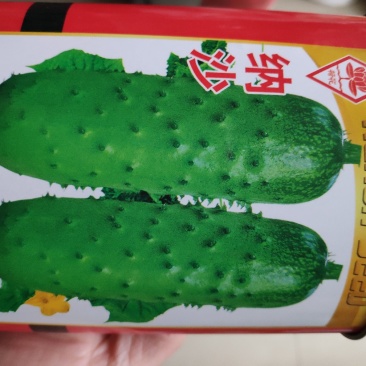 黄瓜种子纳沙水果黄瓜种子