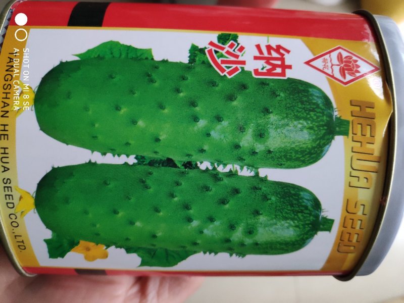 黄瓜种子纳沙水果黄瓜种子