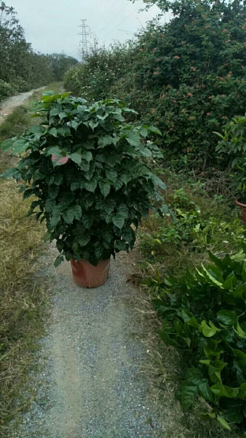 绿宝树