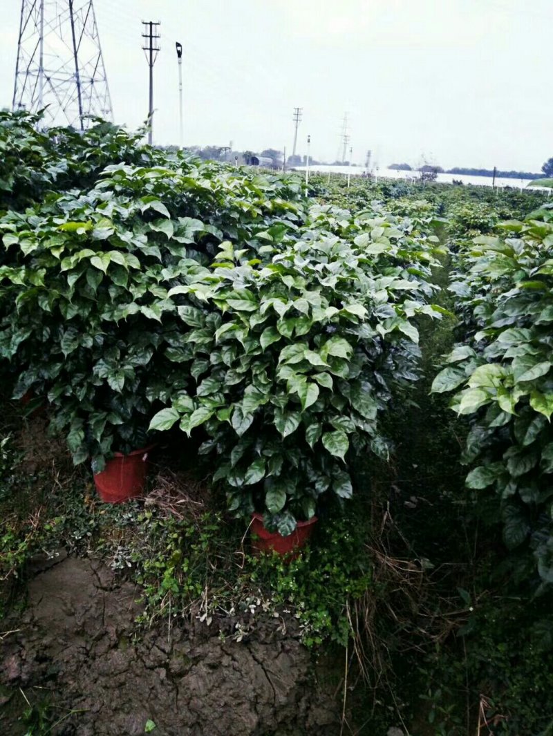 绿宝树
