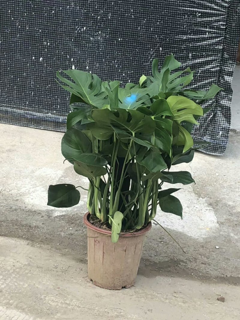龟背竹