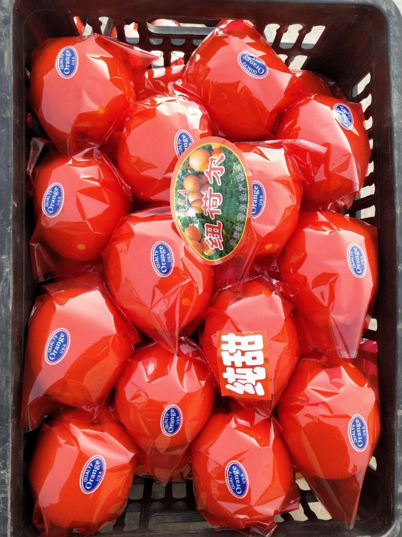纽荷尔脐橙
