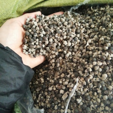 产地直供蔓荆子个大饱满