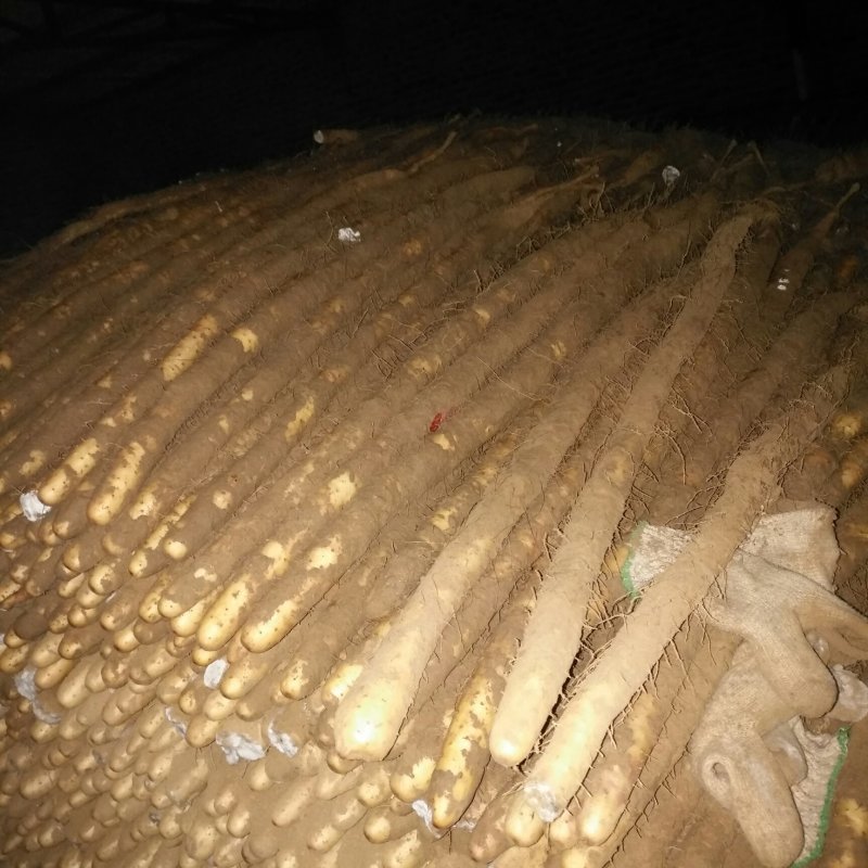 小白嘴大货