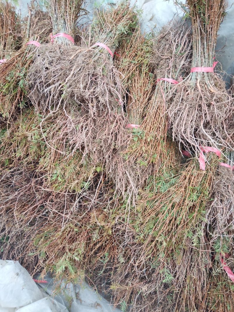 水杉热卖中