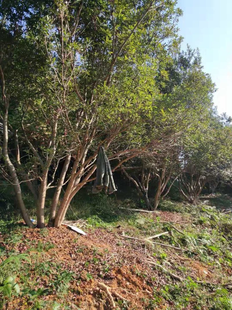 断根杨梅树熟货，地经25--35公分，工程苗基地直发量大从优