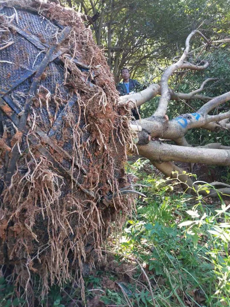 断根杨梅树熟货，地经25--35公分，工程苗基地直发量大从优