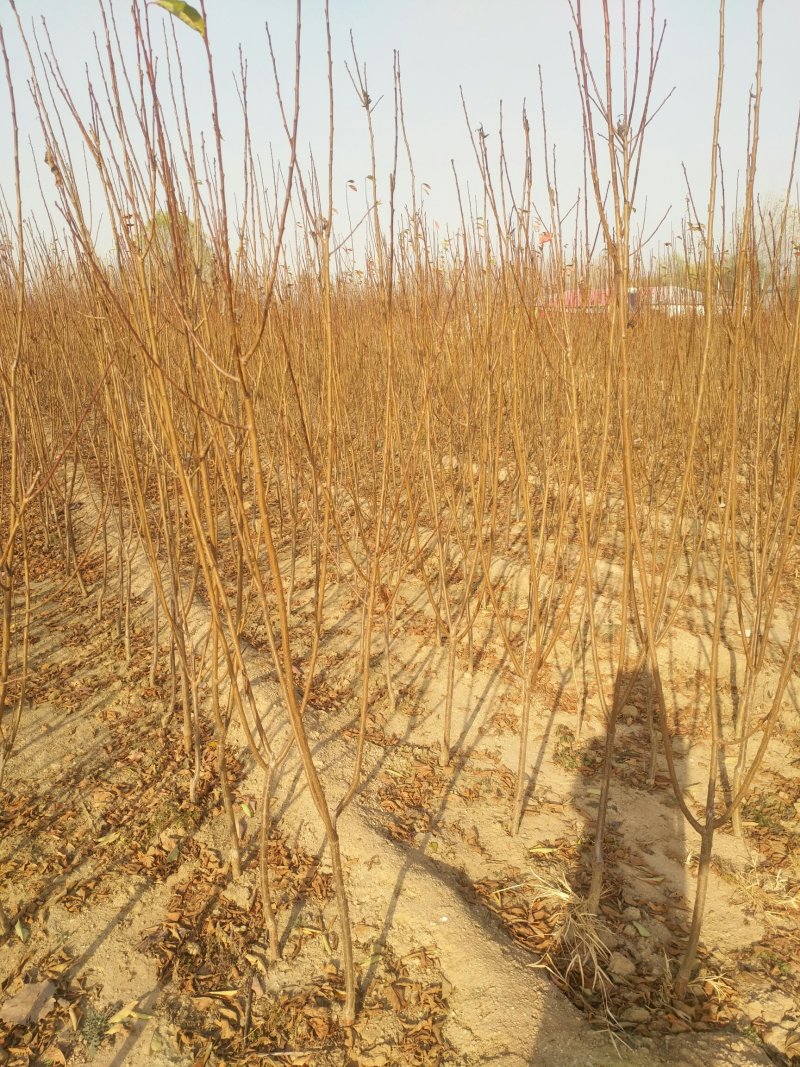 李子树大量批发脆红李秋红李吉盛李法兰西西梅女神蓝蜜大红袍