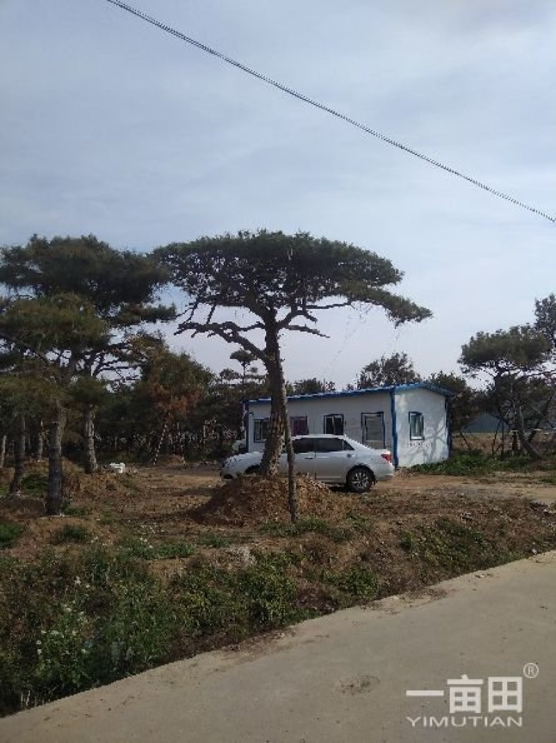 造型松