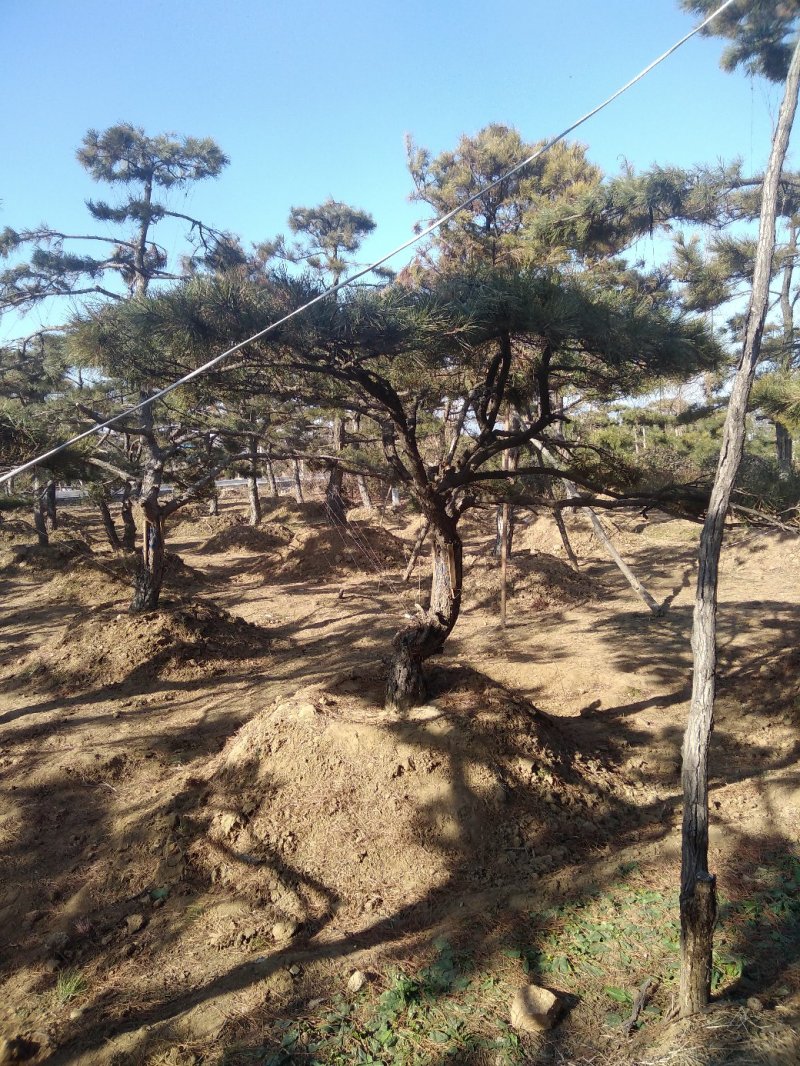造型松