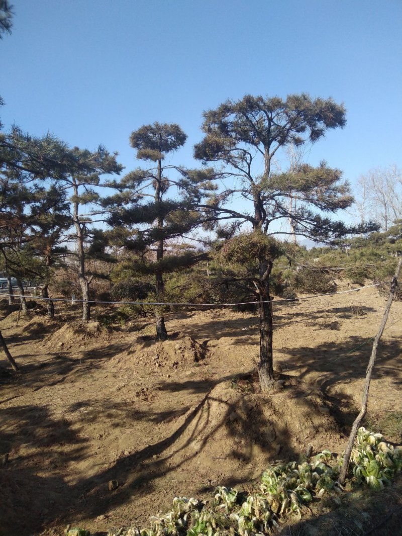 造型松