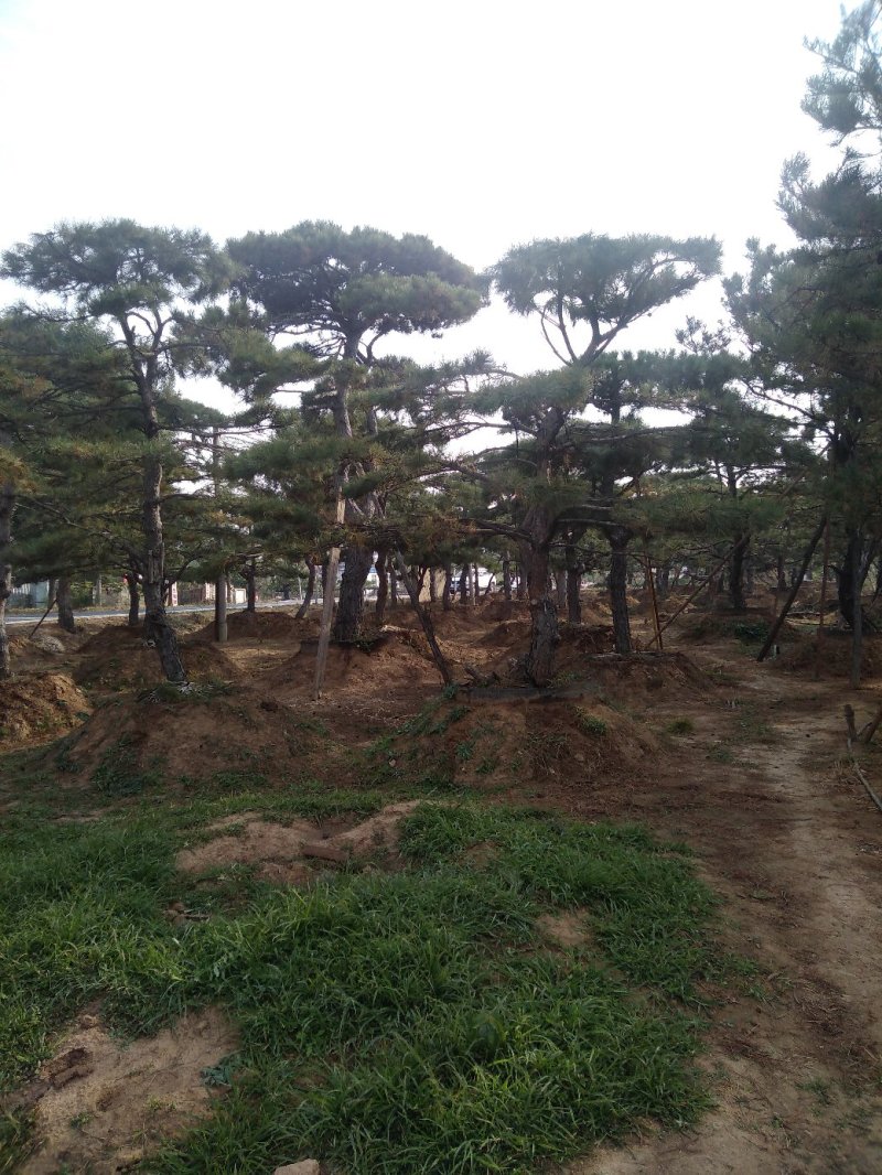 造型松
