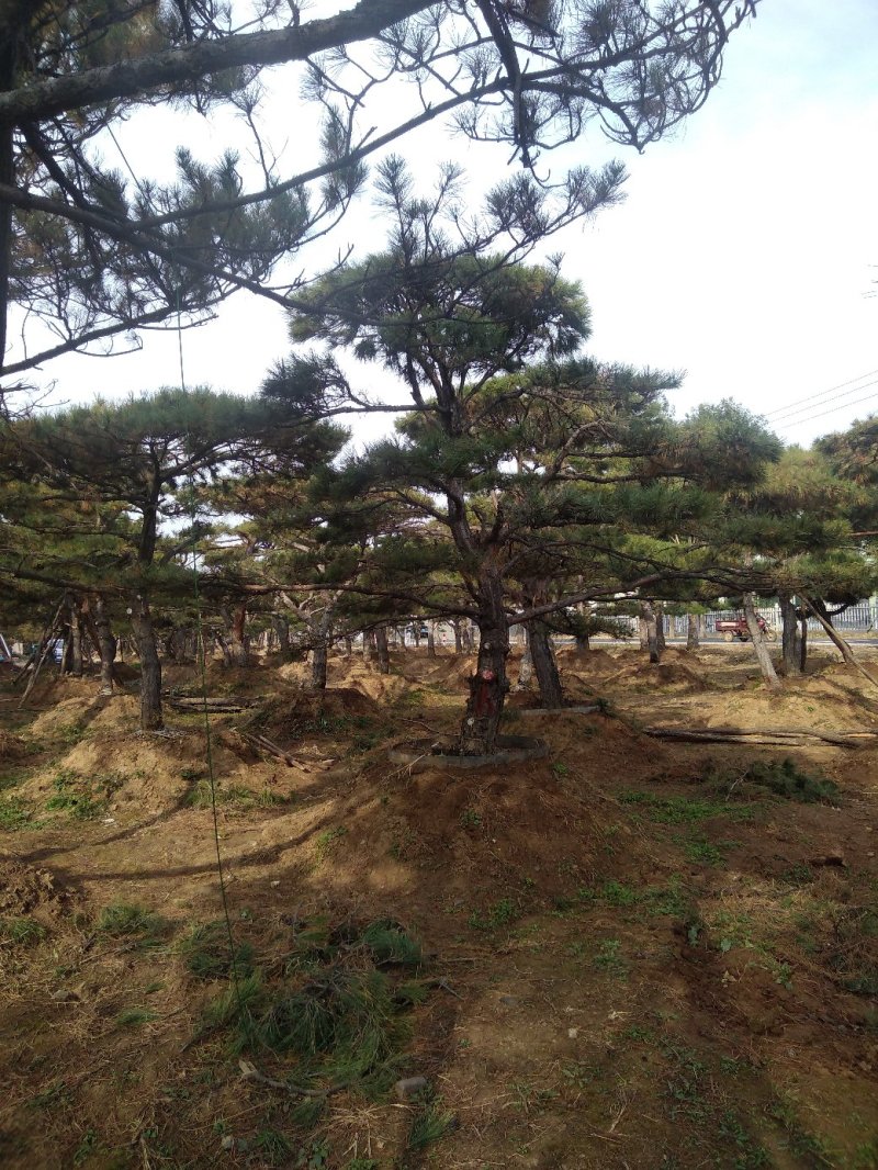 造型松