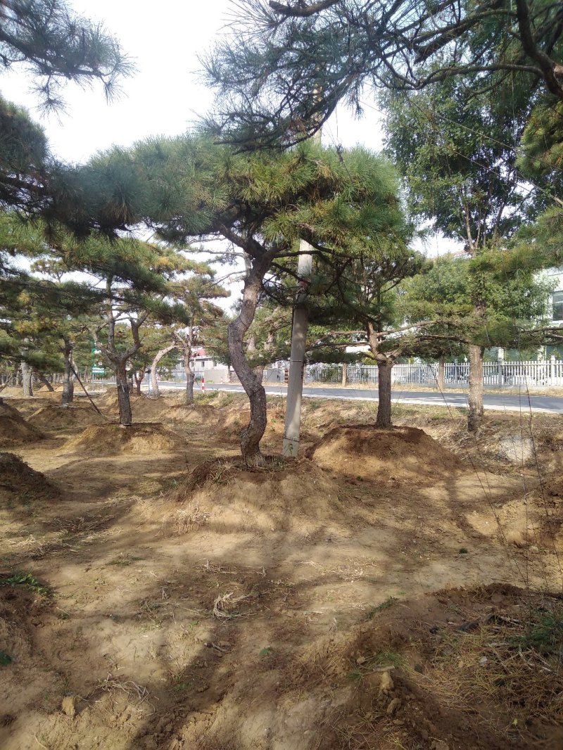 造型松