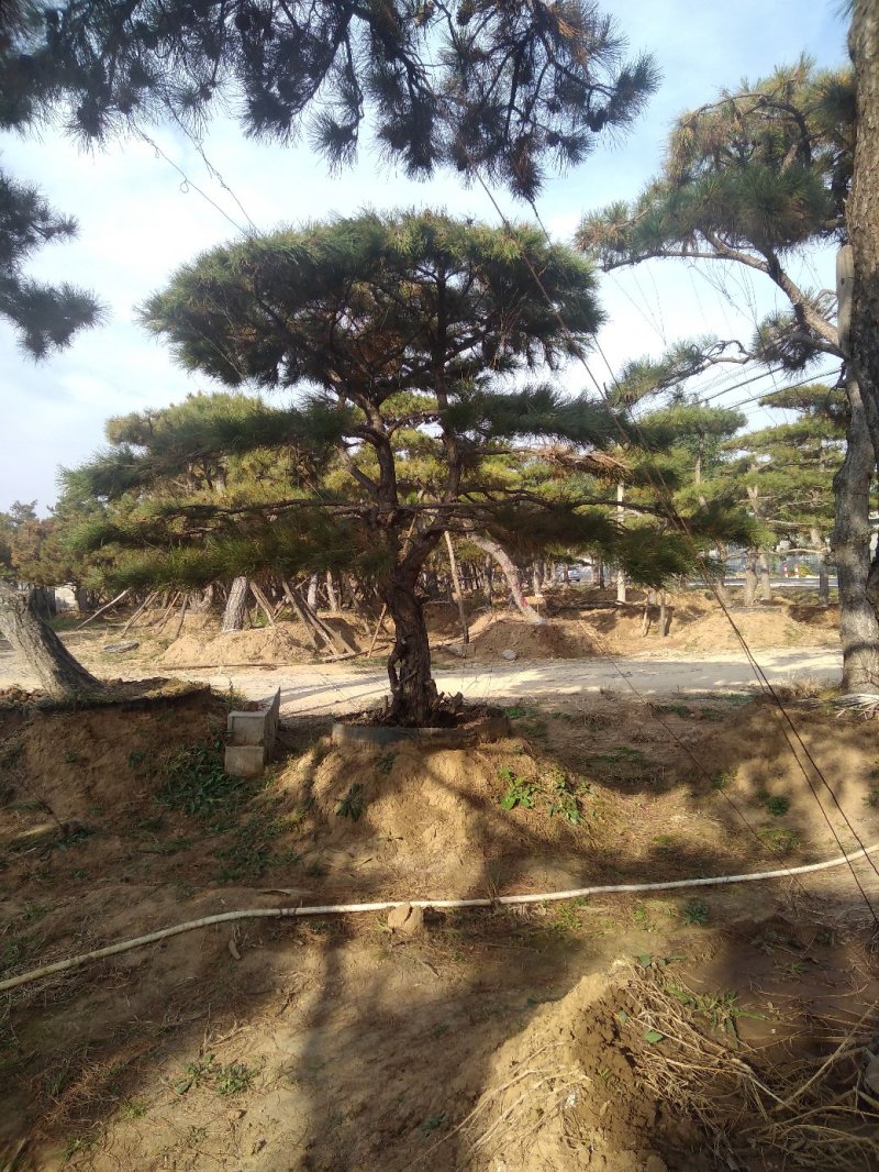 造型松