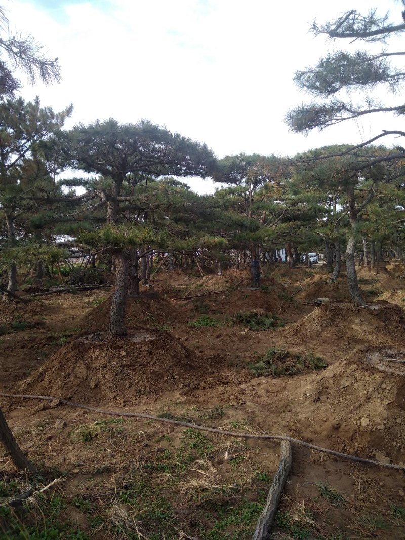 造型松