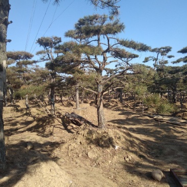 造型松