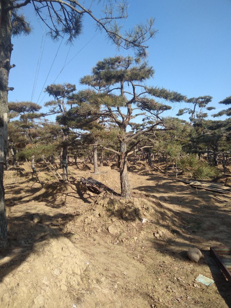 造型松