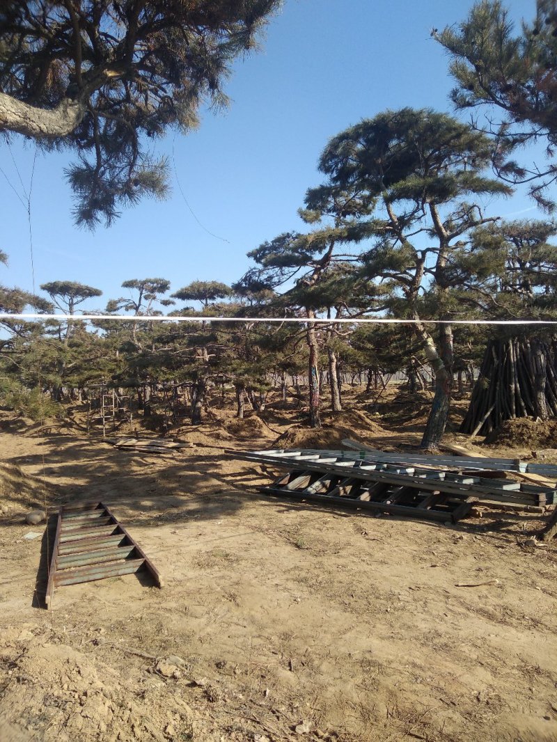 造型松