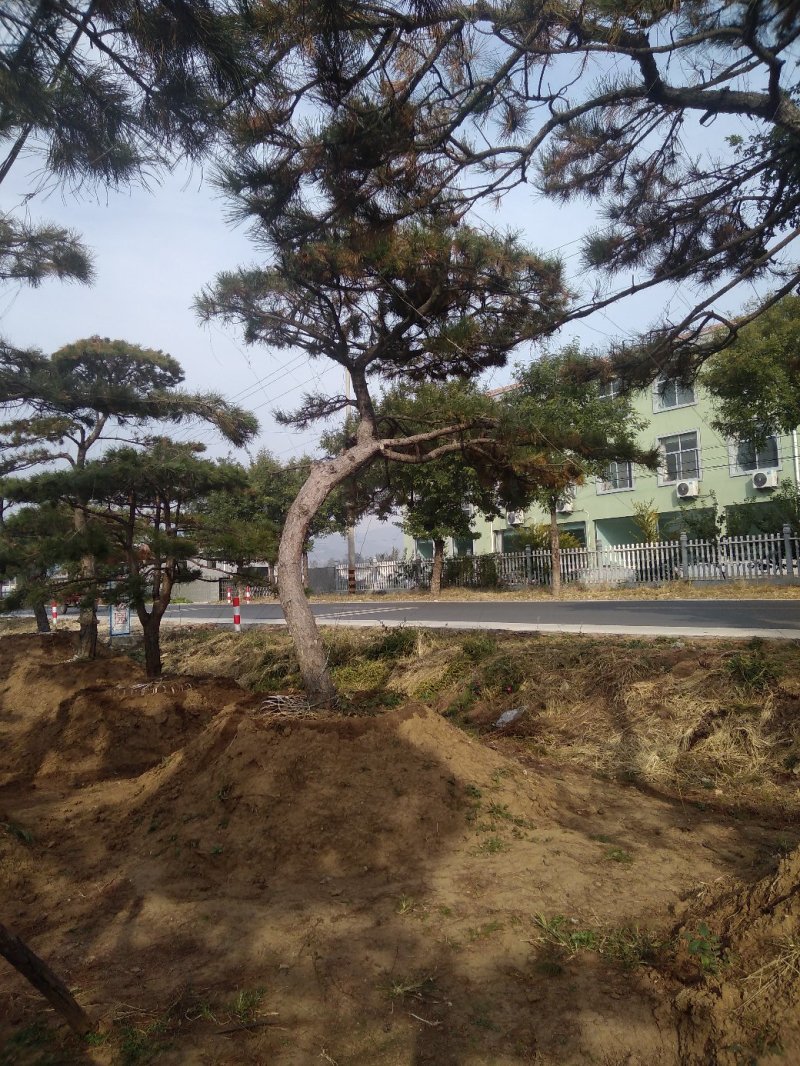 造型松