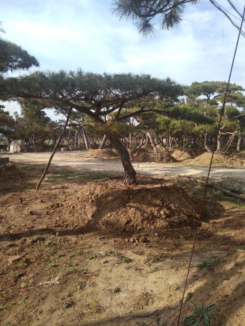 造型松