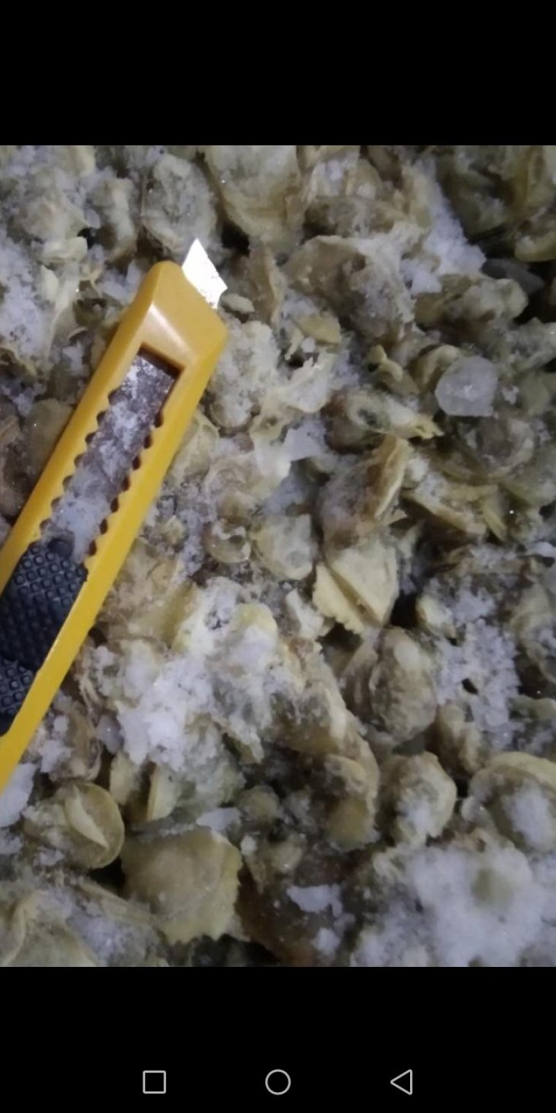 希吉米一河蚬子肉