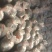 韭花3~5cm