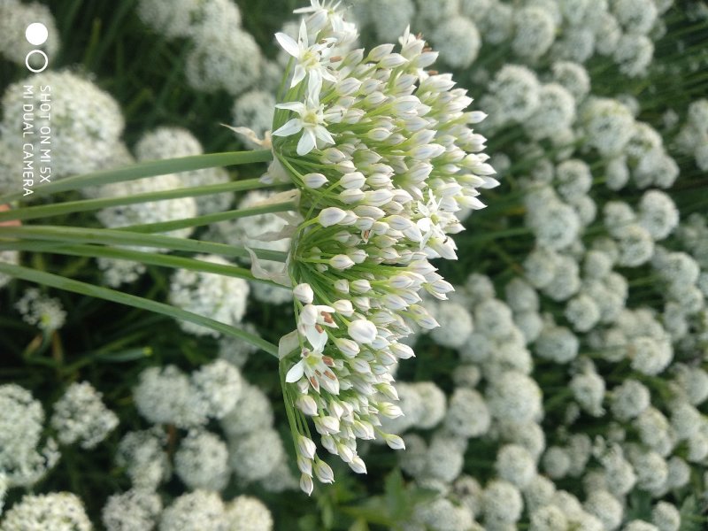 韭花3~5cm