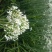 韭花3~5cm