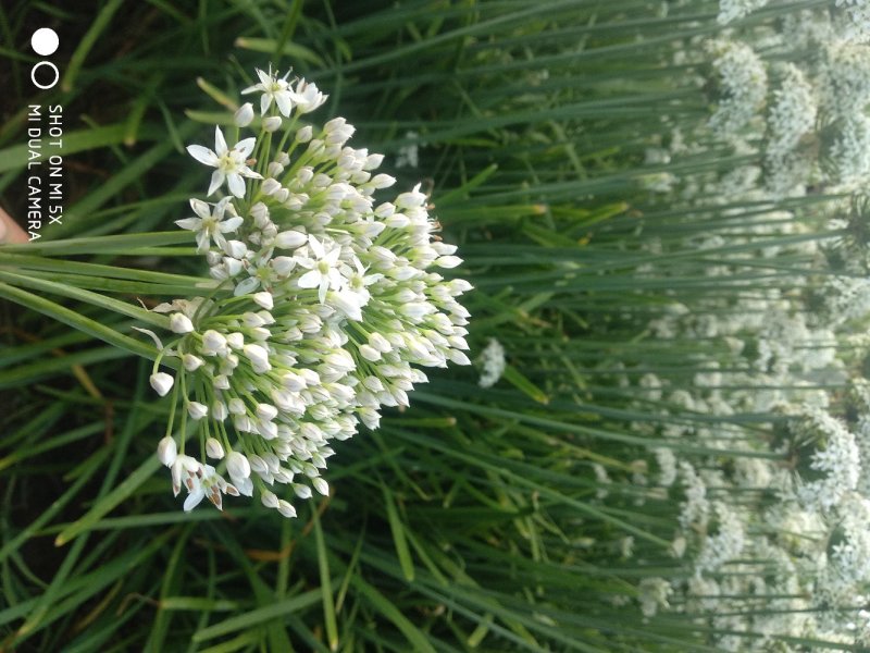 韭花3~5cm