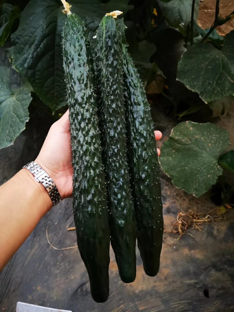 【包邮】乾德456强雌油亮春秋茬口栽培黄瓜